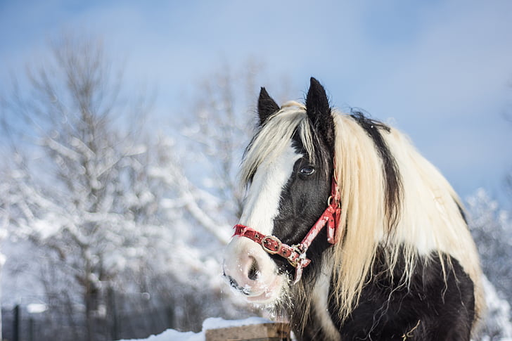 zirgs, ziemas, sniega, dzīvnieku, daba, balta, ērzelis