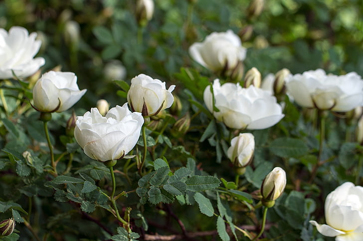 Hoa hồng, Hoa, trắng, Tổng thống Bush, Thiên nhiên, mùa hè