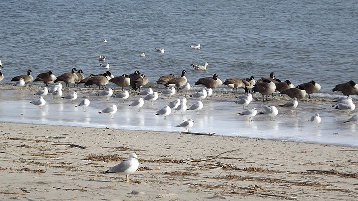 birds, the seagulls, beach, water, view, winter, scenery