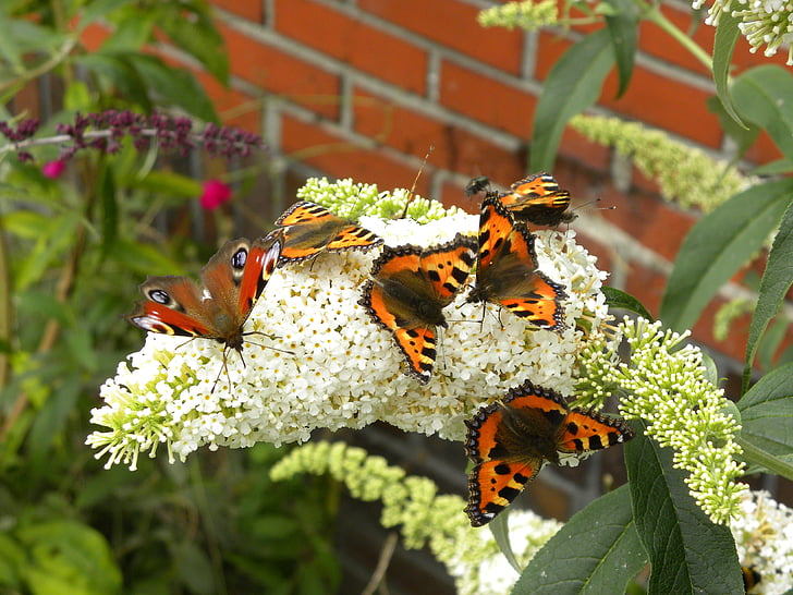 bướm, Thiên nhiên, Sân vườn
