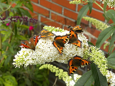 motýl, Příroda, zahrada