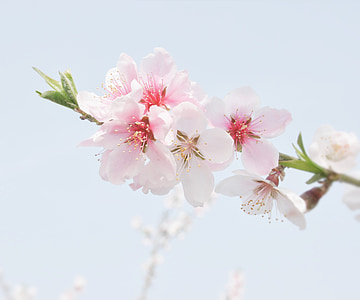 Peach blossom, maisema, kukat, Luonto, vaaleanpunainen väri, haara, puu