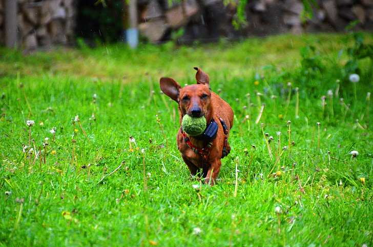 Chó lùn Dachshund, con chó, quả bóng, màu nâu, chạy