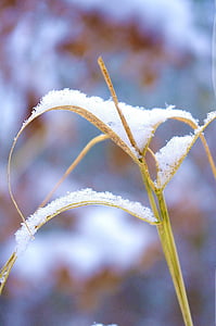 herba, neu, sec, l'hivern, herba seca, cobert de neu, palles