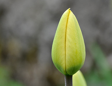 fiore, tulipano, chiuso, fiore chiuso, pianta, fiore di primavera, giardino