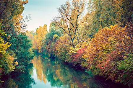 mùa thu, màu xanh lá cây, rừng, công viên