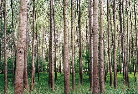 brun, træ, s, skov, træ, løv, træ træ