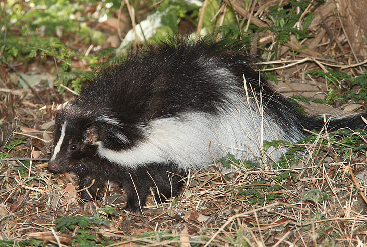 hooded skunk, wildlife, portrait, walking, striped, black, white