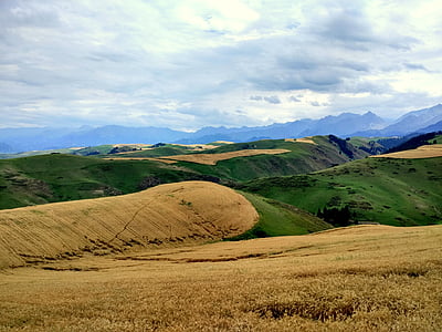 小麦, 暗い雲, 雨, 丘の中腹に, 草地