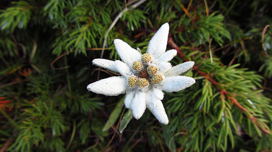 Alpine star, Mountain blommor, Mountain flower, sommarfjäll, Mountain flora, fjällnaturen, Edelweiss