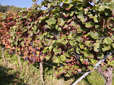 вина, Вино урожая, Новое вино, Винтаж, виноград, Пфальц, Осень