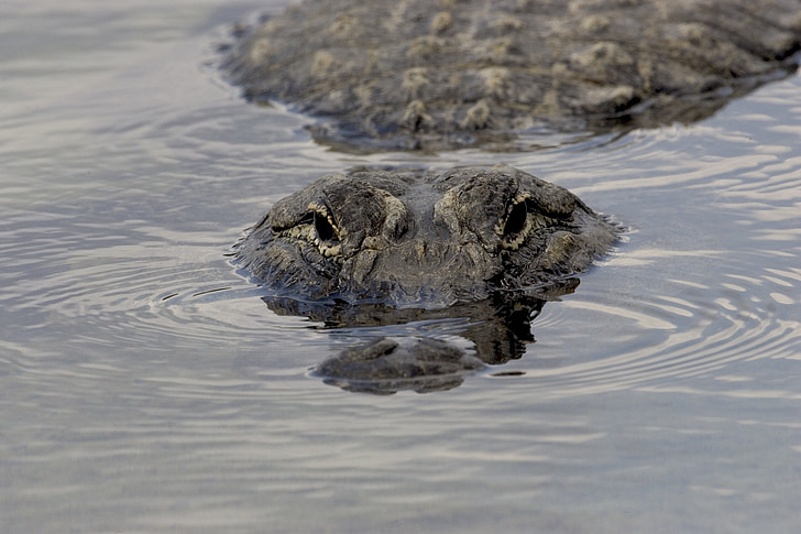 alligator, head, eye, wildlife, nature, water, submerged