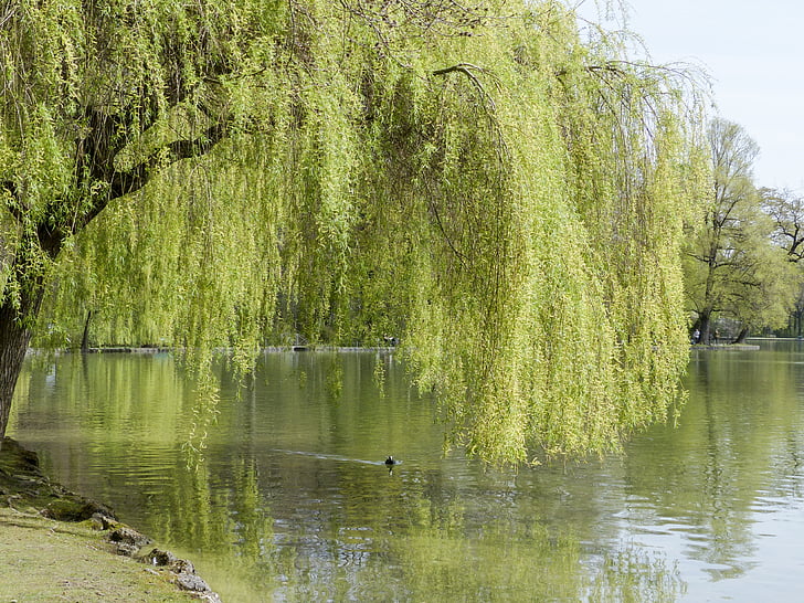 willow, tree, nature, landscape, lake, pond, reflection