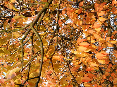 Herbst, Herbst gold, Blätter im Herbst, Gold, gelb, trocken, verschwinden