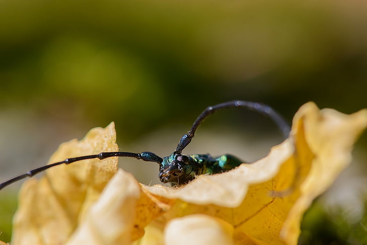 Musk beetle, aromia moschata, putukad, suvel, loodus, päike, lill