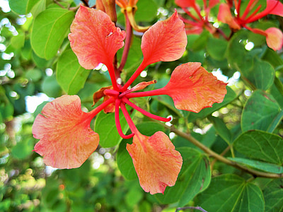 Bauhinia galpinii, blomst, stolthet i cape, oransje, rød, blomst, natur
