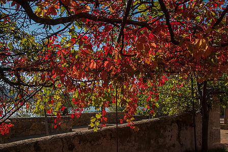 Herald, liána, na podzim, listoví, strom, podzim, Příroda