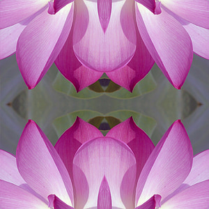 lill, Lotus, Lotus flower, abstraktne, loodus, taim, õis