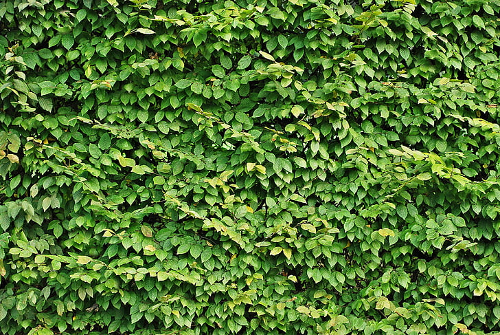 Hedge, lövverk, konsistens, grön, mönster, bakgrunden