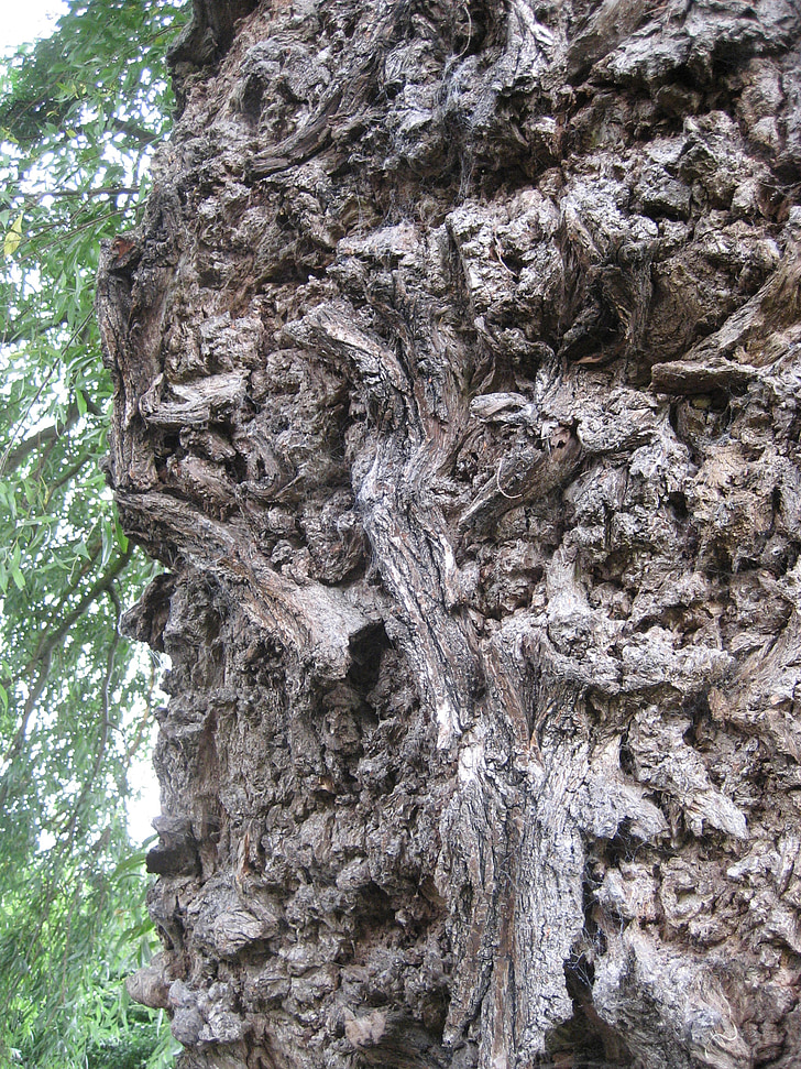 bark, konsistens, naturen, trä, trä, mönster, grov