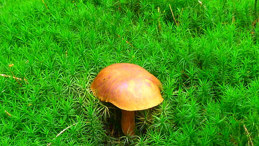 chestnut, mushroom, forest, autumn, moss, bright