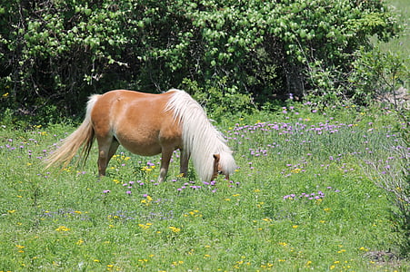 Texas, país de la colina, paisaje, flores silvestres, caballo miniatura