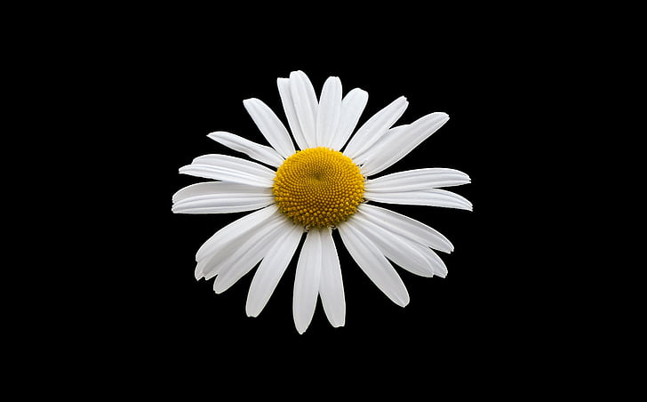 Margriet, putih, bunga, bunga putih, musim semi, latar belakang, kelopak bunga