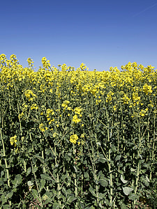 Brassica napus polje, rapsfeld, Poljoprivreda, bio-energije, biljka, priroda, canola ulje