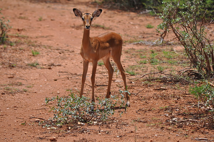 animale, Safari, Kenya, antilopă