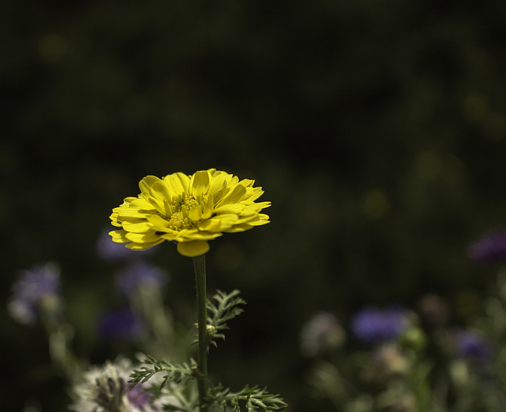 λουλούδι, Κίτρινο, φύση, άνθιση, άνθος