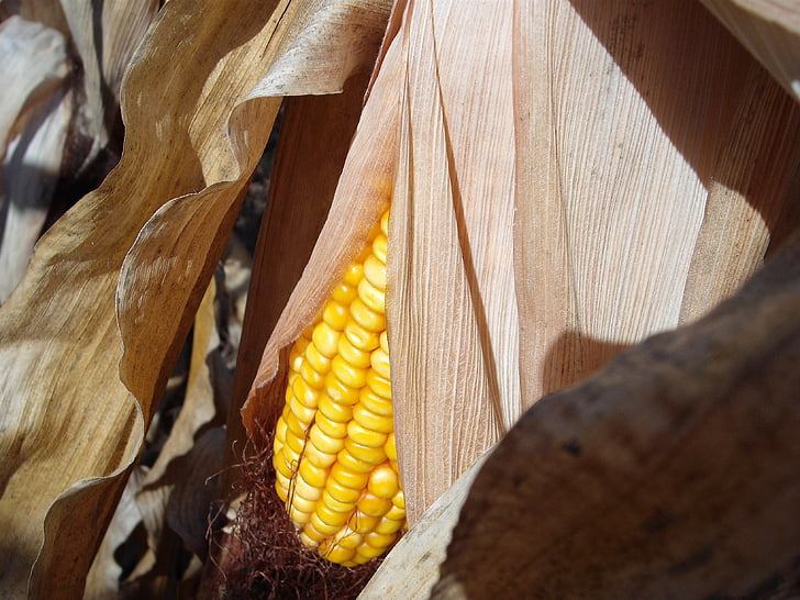corn, stalk, cob, autumn, fall, harvest, crop