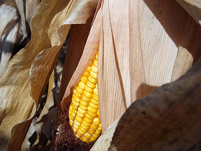 kukurydza, do sterowania z kierownicy, COB, jesień, upadek, żniwa, upraw