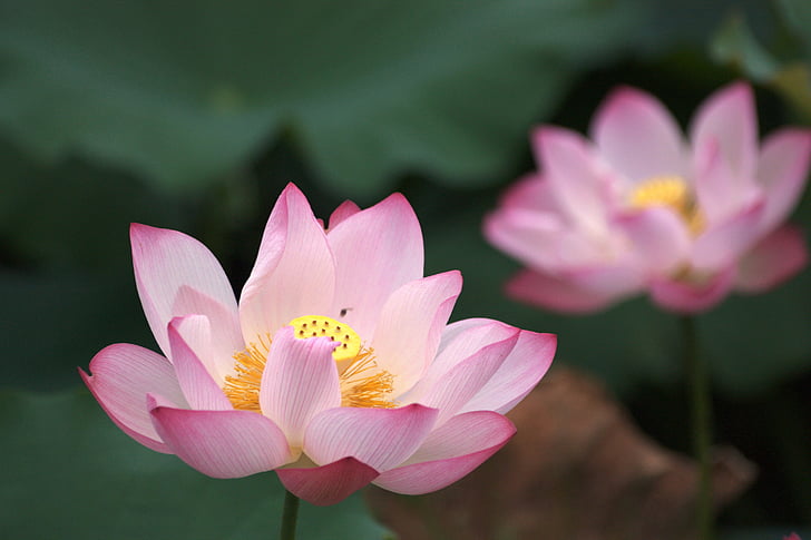 lotus, pink red, bloom, buddhism, green, lotus leaf, flowers and plants