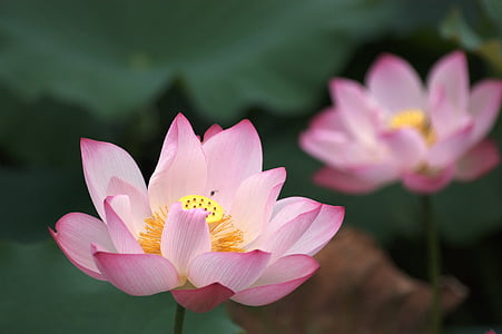 lotos, ružičasta crvena, cvatu, Budizam, zelena, lotosova lista, cvijeće i biljke