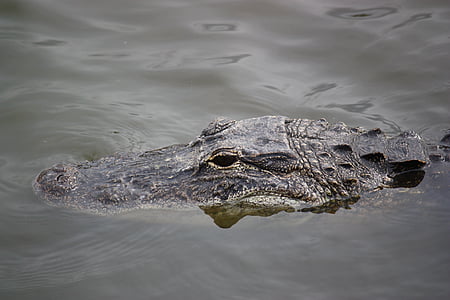 krokodille, Alligator, Reptile
