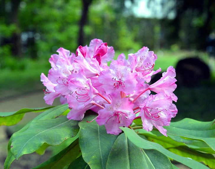 asalea, Rhododendron, lilled, Bloom, roosa, Aed, Bush