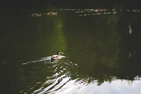 patka, ptica, vode, ribnjak, plivati, tijekom, priroda
