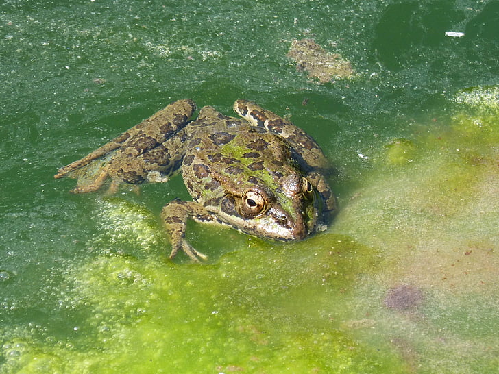 frog, pond, algae, raft, batrachian