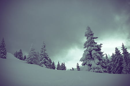 cold, mountain, nature, outdoor, silence, snow, trees