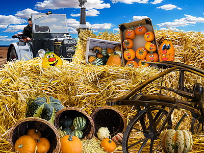 Outono, abóboras, colheita, abóboras decorativas, produtos hortícolas, decoração, comida