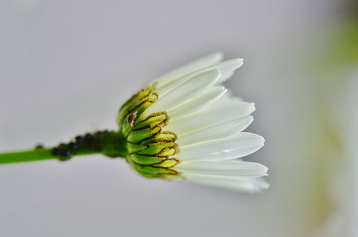 flower, daisy, nature, floral, plant, leaf, green
