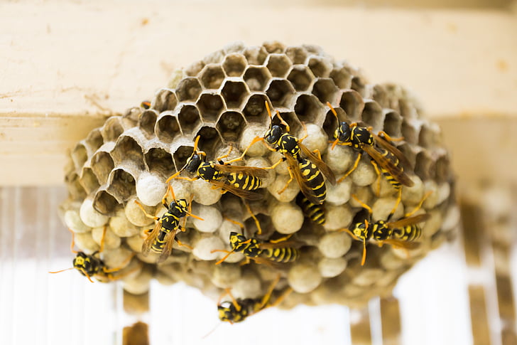 the hive, wasps, combs, nest, insect, wasps dwelling, honeycomb structure