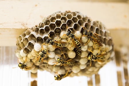 la ruche, guêpes, peignes, NID, insecte, guêpes de logement, structure alvéolaire