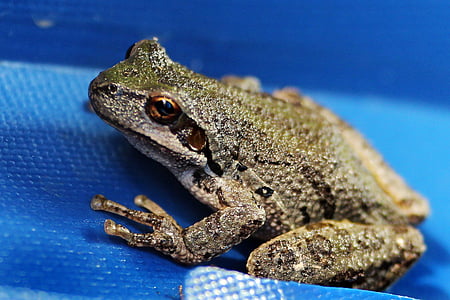 frog, tree frog, wildlife, closeup, amphibian, animal