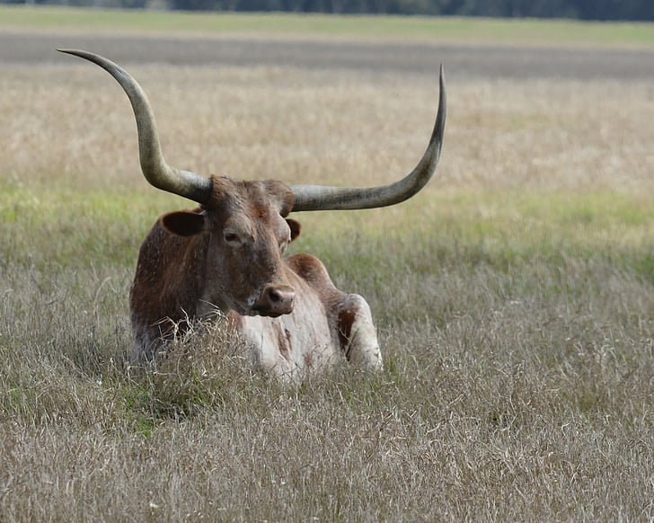 Longhorn, tehén, szarvasmarha, Horn, Ranch, Texas, legelő