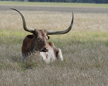 Longhorn, mucca, bestiame, Corno, Ranch, Texas, pascolo