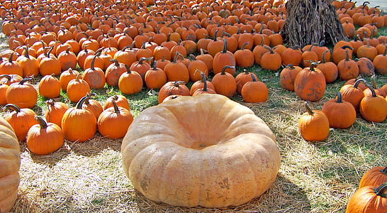 carbasses, Halloween, collita, Jack-o-lantern, Parcel·la de carbassa, octubre, decoració