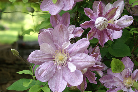 Цветы, фиолетовые цветы, Сад, фиолетовый, Шотландцы фиолетовый, Природа, Глицин