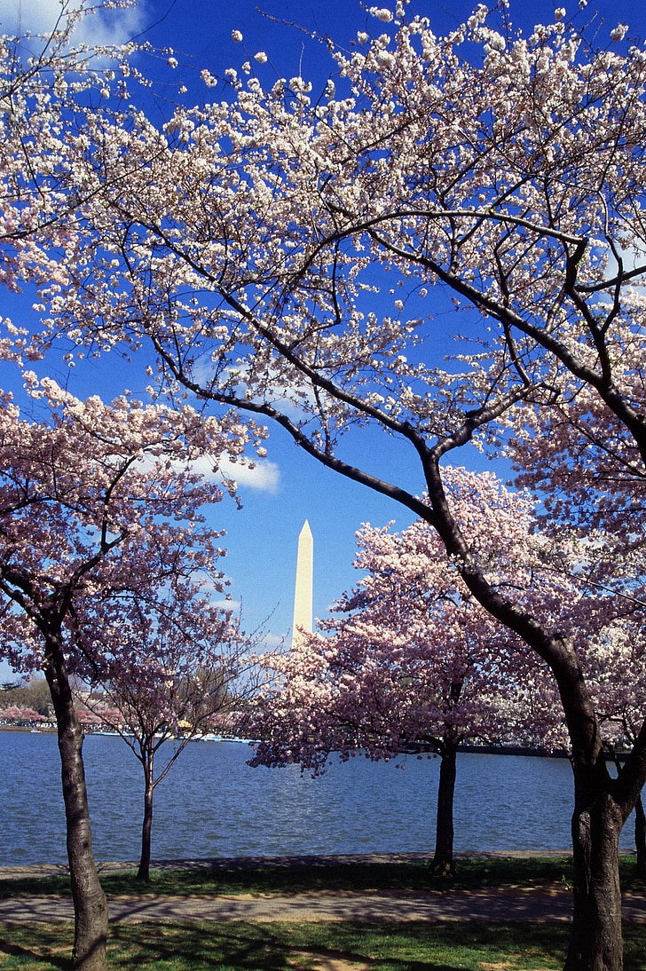 Washington monument, Kirschbäume, Blüten, Wasser, Reflexion, Pool, Frühling