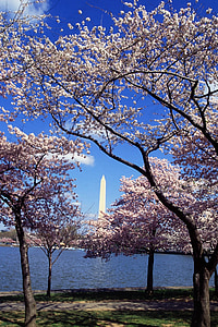 washington monument, cherry trees, blossoms, water, reflection, pool, spring